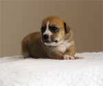 Yang